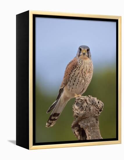 Common kestrel (Falco tinnunculus) male perched on a branch, Valencia, Spain, February-Loic Poidevin-Framed Premier Image Canvas