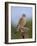 Common kestrel (Falco tinnunculus) male perched on a branch, Valencia, Spain, February-Loic Poidevin-Framed Photographic Print