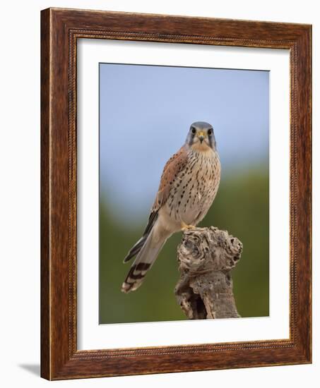 Common kestrel (Falco tinnunculus) male perched on a branch, Valencia, Spain, February-Loic Poidevin-Framed Photographic Print