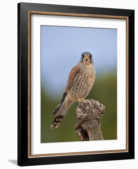Common kestrel (Falco tinnunculus) male perched on a branch, Valencia, Spain, February-Loic Poidevin-Framed Photographic Print