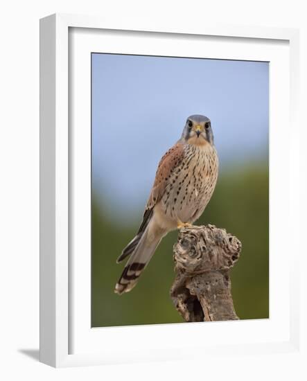 Common kestrel (Falco tinnunculus) male perched on a branch, Valencia, Spain, February-Loic Poidevin-Framed Photographic Print