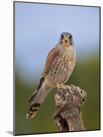 Common kestrel (Falco tinnunculus) male perched on a branch, Valencia, Spain, February-Loic Poidevin-Mounted Photographic Print