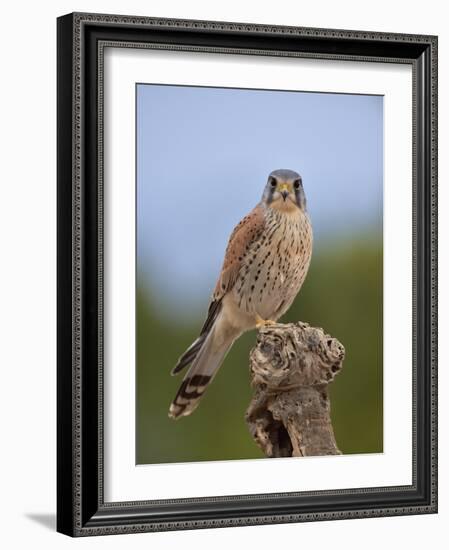 Common kestrel (Falco tinnunculus) male perched on a branch, Valencia, Spain, February-Loic Poidevin-Framed Photographic Print