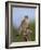 Common kestrel (Falco tinnunculus) male perched on a branch, Valencia, Spain, February-Loic Poidevin-Framed Photographic Print