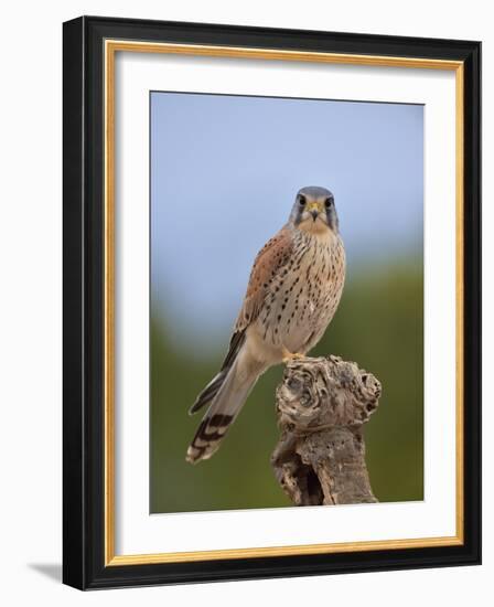 Common kestrel (Falco tinnunculus) male perched on a branch, Valencia, Spain, February-Loic Poidevin-Framed Photographic Print