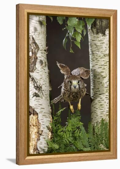 Common Kestrel Flying Between Silver Birch Trees-null-Framed Premier Image Canvas