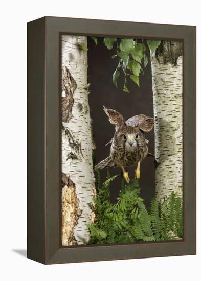 Common Kestrel Flying Between Silver Birch Trees-null-Framed Premier Image Canvas