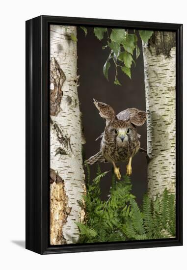 Common Kestrel Flying Between Silver Birch Trees-null-Framed Premier Image Canvas