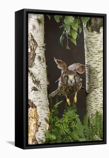 Common Kestrel Flying Between Silver Birch Trees-null-Framed Premier Image Canvas