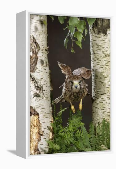 Common Kestrel Flying Between Silver Birch Trees-null-Framed Premier Image Canvas