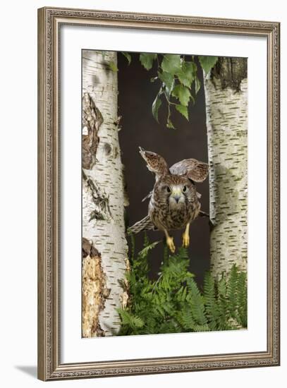 Common Kestrel Flying Between Silver Birch Trees-null-Framed Photographic Print