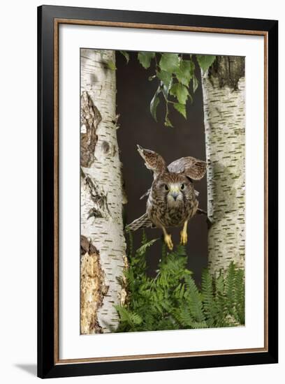 Common Kestrel Flying Between Silver Birch Trees-null-Framed Photographic Print