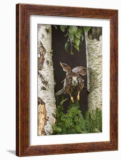 Common Kestrel Flying Between Silver Birch Trees-null-Framed Photographic Print