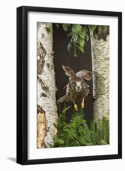 Common Kestrel Flying Between Silver Birch Trees-null-Framed Photographic Print