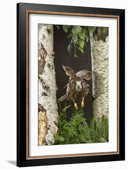 Common Kestrel Flying Between Silver Birch Trees-null-Framed Photographic Print
