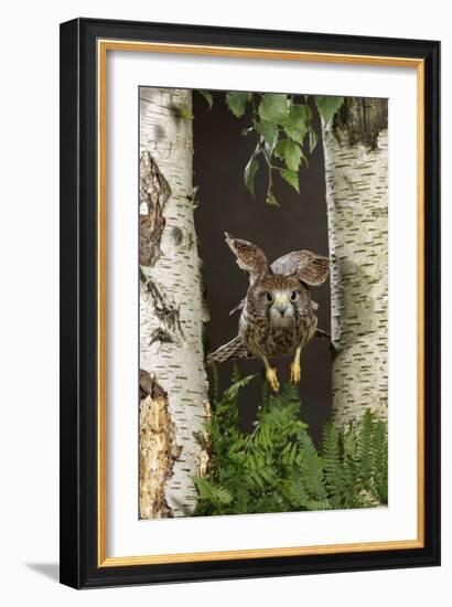 Common Kestrel Flying Between Silver Birch Trees-null-Framed Photographic Print