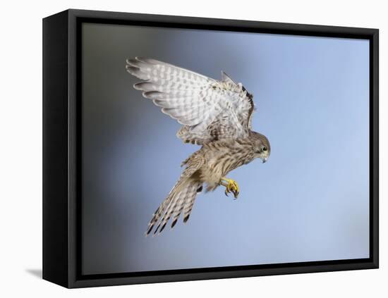 Common Kestrel Hovering-null-Framed Premier Image Canvas