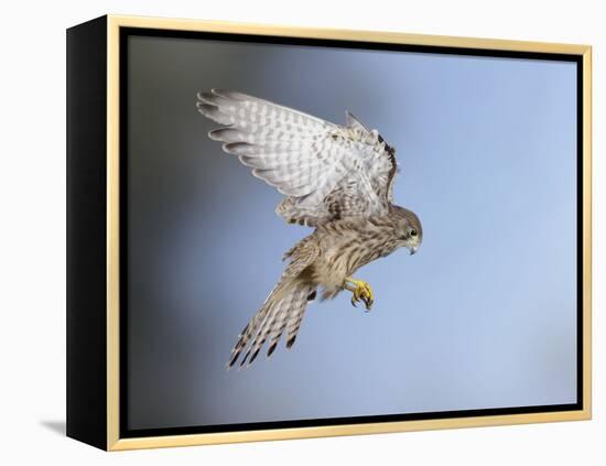 Common Kestrel Hovering-null-Framed Premier Image Canvas