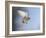 Common Kestrel Hovering-null-Framed Photographic Print