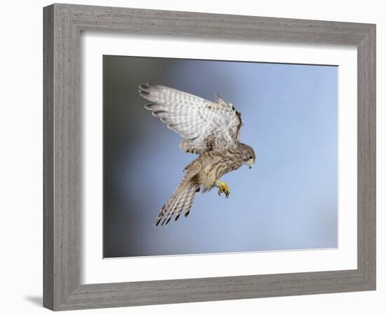 Common Kestrel Hovering-null-Framed Photographic Print