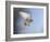 Common Kestrel Hovering-null-Framed Photographic Print