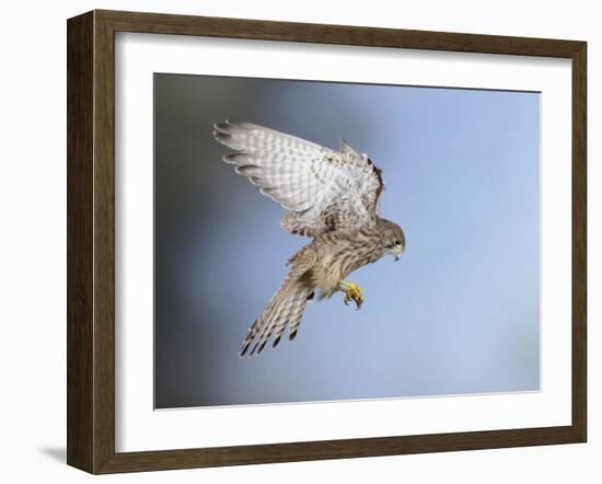 Common Kestrel Hovering-null-Framed Photographic Print