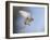 Common Kestrel Hovering-null-Framed Photographic Print