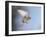 Common Kestrel Hovering-null-Framed Photographic Print