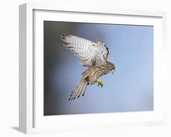 Common Kestrel Hovering-null-Framed Photographic Print