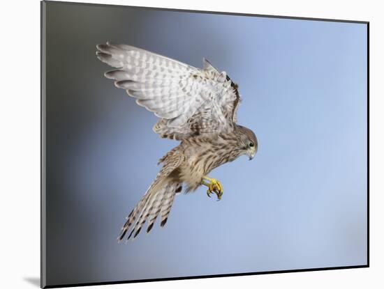 Common Kestrel Hovering-null-Mounted Photographic Print