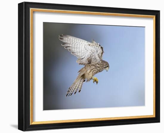 Common Kestrel Hovering-null-Framed Photographic Print