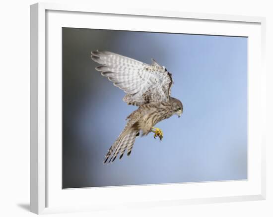 Common Kestrel Hovering-null-Framed Photographic Print