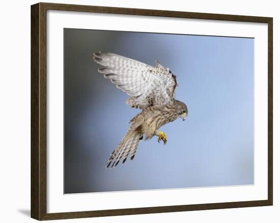 Common Kestrel Hovering-null-Framed Photographic Print