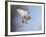 Common Kestrel Hovering-null-Framed Photographic Print