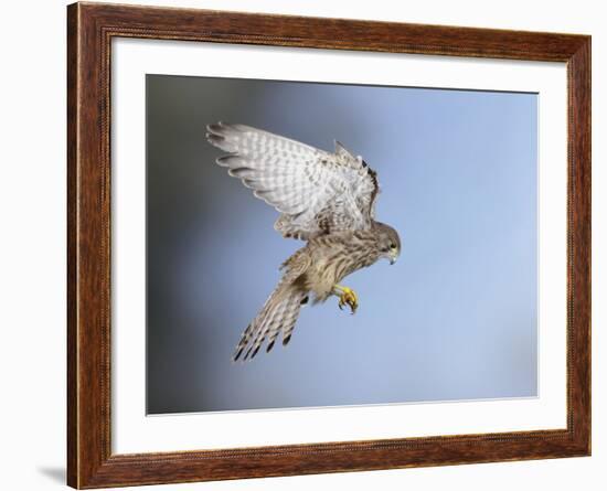 Common Kestrel Hovering-null-Framed Photographic Print