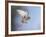 Common Kestrel Hovering-null-Framed Photographic Print