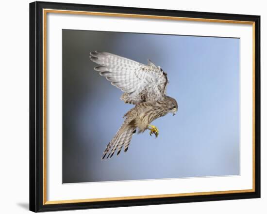 Common Kestrel Hovering-null-Framed Photographic Print