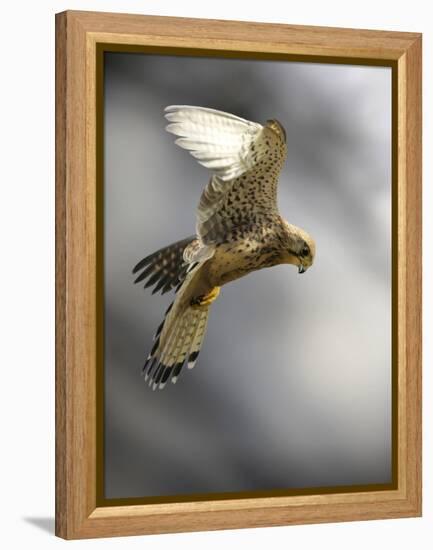 Common Kestrel Hunting-Linda Wright-Framed Premier Image Canvas