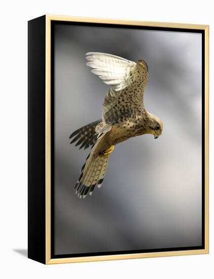Common Kestrel Hunting-Linda Wright-Framed Premier Image Canvas
