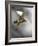 Common Kestrel Hunting-Linda Wright-Framed Photographic Print