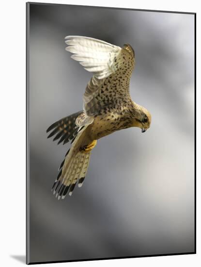 Common Kestrel Hunting-Linda Wright-Mounted Photographic Print