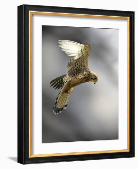 Common Kestrel Hunting-Linda Wright-Framed Photographic Print
