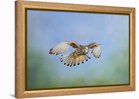 Common Kestrel in Flight-null-Framed Premier Image Canvas