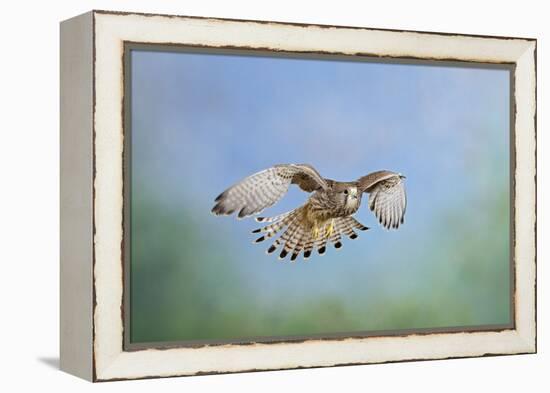 Common Kestrel in Flight-null-Framed Premier Image Canvas