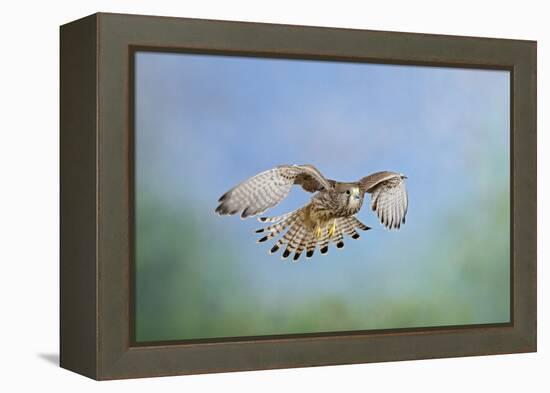 Common Kestrel in Flight-null-Framed Premier Image Canvas