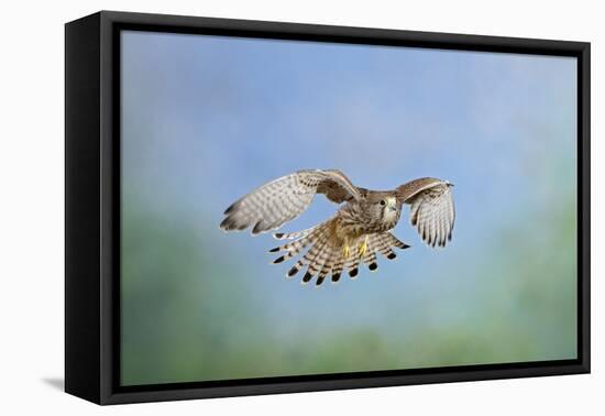 Common Kestrel in Flight-null-Framed Premier Image Canvas