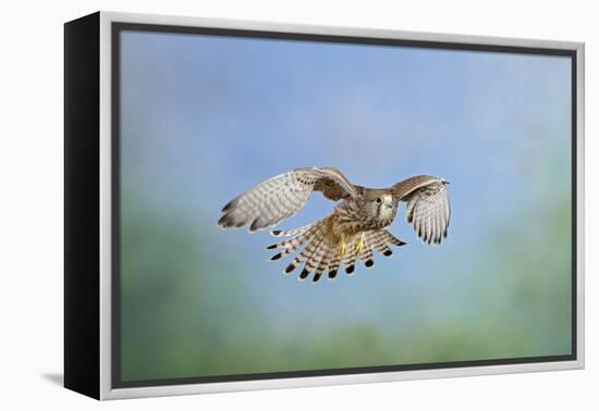 Common Kestrel in Flight-null-Framed Premier Image Canvas