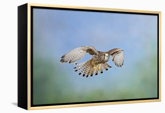 Common Kestrel in Flight-null-Framed Premier Image Canvas