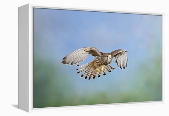 Common Kestrel in Flight-null-Framed Premier Image Canvas