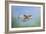 Common Kestrel in Flight-null-Framed Photographic Print